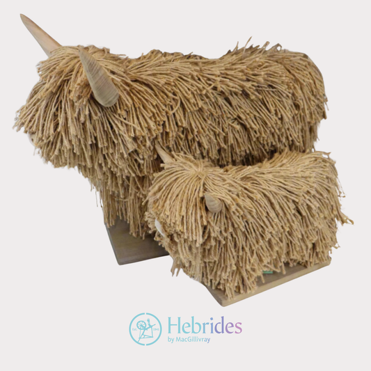 Teeny weeny Morag Highland cow